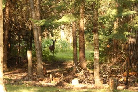 Deer in the Woods Stock Photos