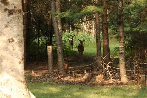 Deer in the Woods Stock Photos