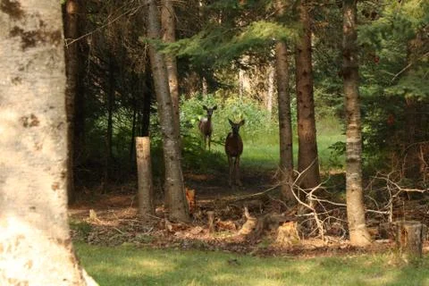 Deer in the Woods Stock Photos