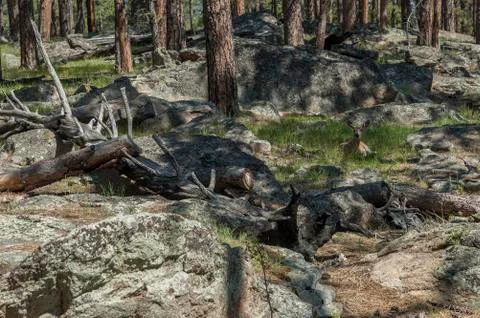 Deer in the woods Stock Photos