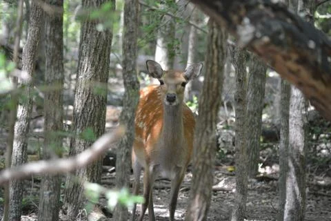 Deer in the woods 스톡 사진