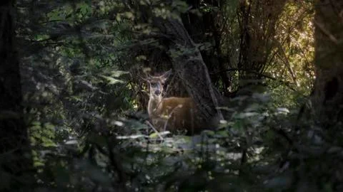 Deer in the woods Stock Photos
