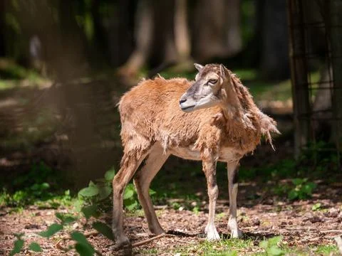 Deer in the woods Stock Photos