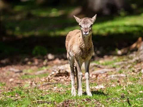 Deer in the woods Foto stock