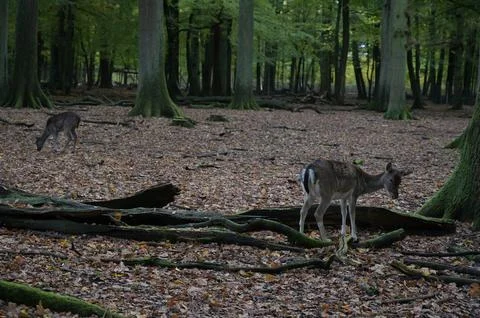 Deer in the woods 写真素材
