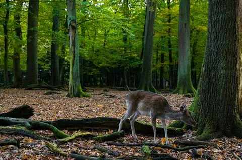 Deer in the woods 写真素材