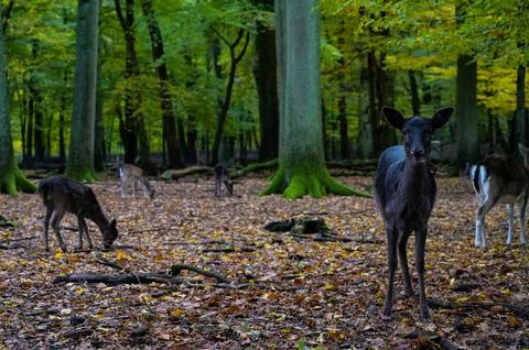 Deer in the woods Stock Photos
