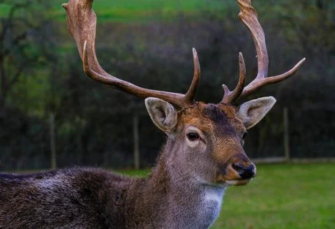 Deer in the woods Stock Photos