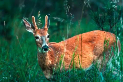 Deer in the woods Stock Photos