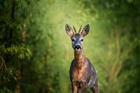 Deer in woods Stock Photos