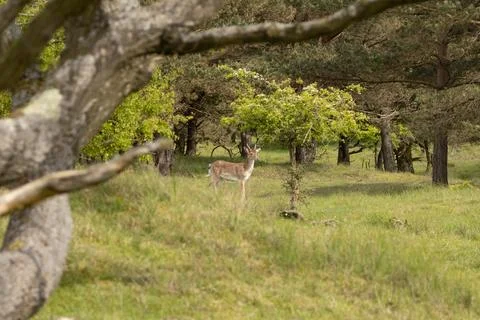 Deer in the woods Stock Photos