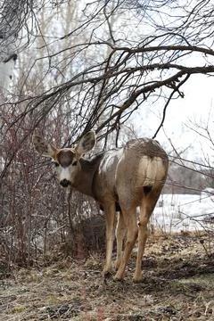 Deer in the woods Stock Photos