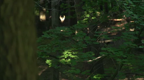 Deer in Woods - Running in the Background Stock-Footage 41606181