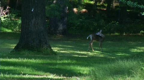 Deer in Woods - Soft light Stock Footage 848918