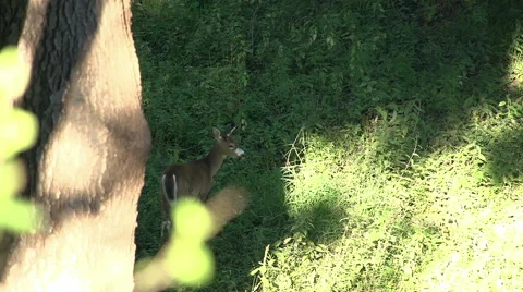 Deer in Woods - Standing Alone Stock-Footage 41606348