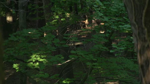 Deer in Woods - Walking in the Background Stock-Footage 41606229