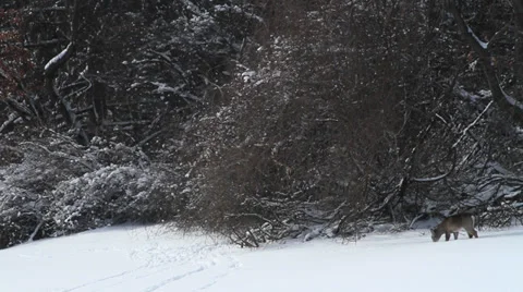 Deer in woods in winter Stock Footage 34930261