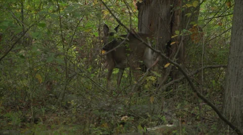 Deer in woods1 Video stock 34164930