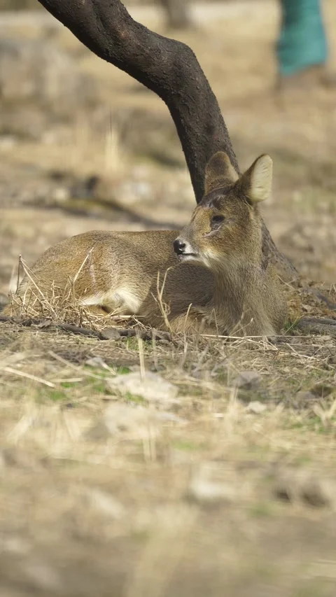 Deer with wounds sitting next to a leafless tree (vertical) Stock Footage 329117355