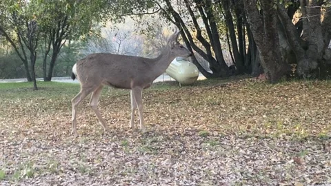 Deer in yard Stock Footage 168858974