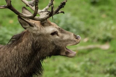 A deer yawning Stock Photos