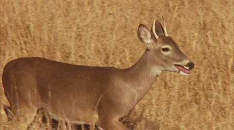 Deer Young Buck Running Stock Footage 2279121