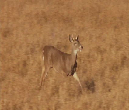 Deer Young Buck Walking Stock Footage 1644146
