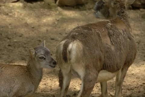 Deer in a zone of semi freedom Stock Photos