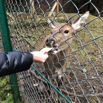 Deer in a zoo behind bars in captivity. Woman feeding the animal through the  Stock Photos