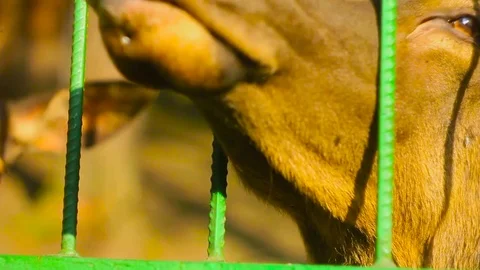 Deer in the zoo behind the bars Stock Footage 77186730