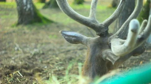 Deer in the zoo behind the bars Vidéo 77187141
