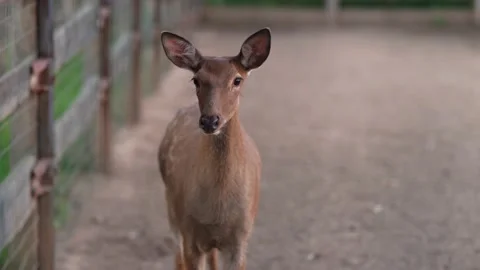 Deer in the zoo, deer in the aviary Stock Footage 161084484