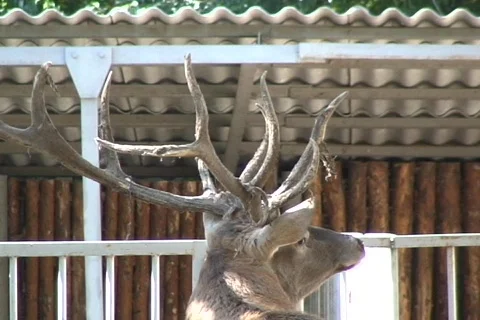 Deer in zoo  動画素材 333753