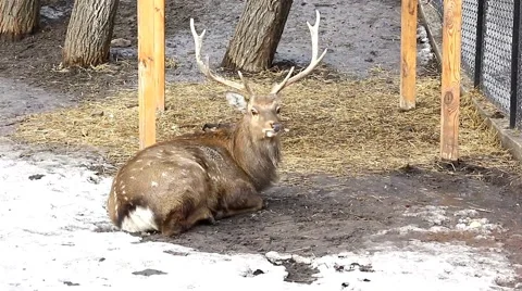 Deer in the Zoo Stock Footage 46828477