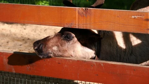 Deer in zoo Stock Footage 108234582