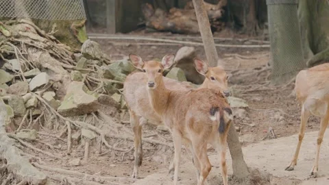 The deer at the zoo Stockbeeldmateriaal 144029163