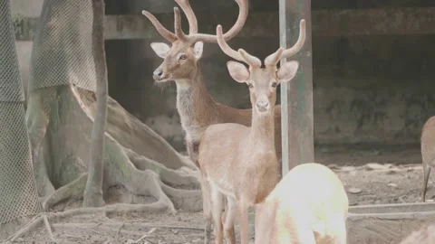 The deer at the zoo. Stock Footage 144029200