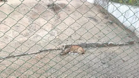 Deer in zoo Stock Footage 150012236
