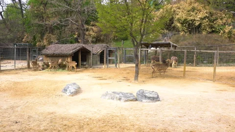 Deer in the zoo. Stockbeeldmateriaal 157384213