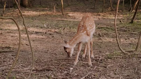 Deer in the zoo Stock Footage 160343408