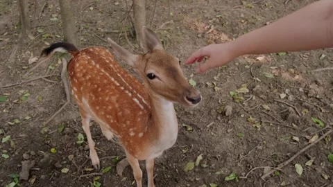 Deer in the zoo Stock Footage 160343591