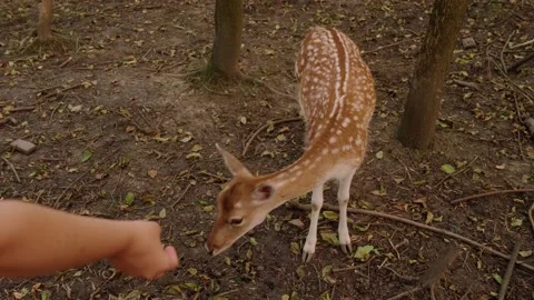 Deer in the zoo Stock Footage 160344055