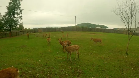 Deer in zoo Stock Footage 162123474