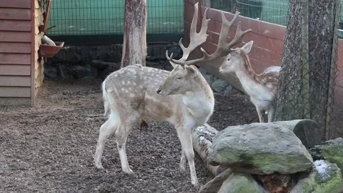 A deer in the zoo Stock Footage 171929538