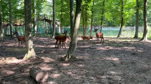 Deer in the zoo Stock Footage 246635364
