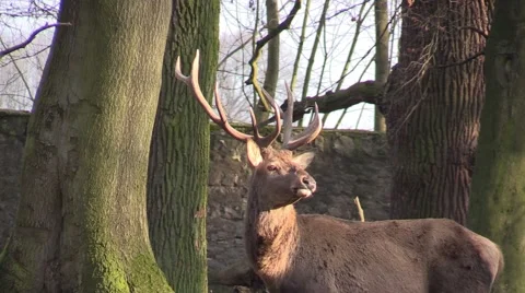 The deer in a zoo in Germany 库存影片 47809121