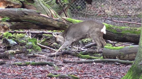 The deer in a zoo in Germany Vidéo 47811581