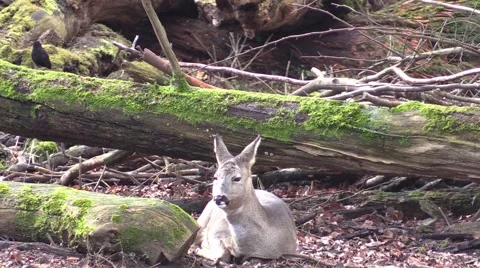 The deer in a zoo in Germany Vídeo Stock 47816199
