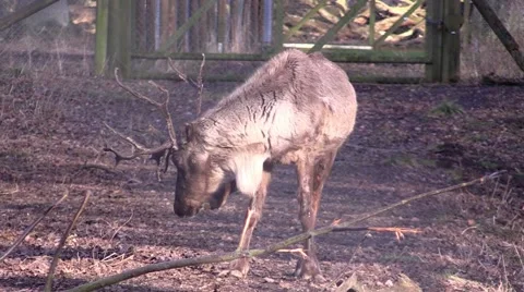 The deer in a zoo in Germany Stock Footage 47839099