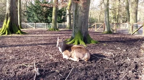 The deer in a zoo in Germany Stock Footage 48087955